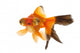 Gold Fish Wall Decal