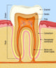 Cross-section Human Teeth