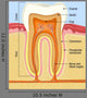 Cross-section Human Teeth