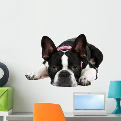 Tired Froston Puppy Frenchie shown on a wall