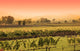 Napa Vineyard Sunset