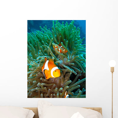 Tropical Clown Fish Wall Mural shown on a wall