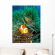 Tropical Clown Fish Wall Mural