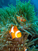 Tropical Clown Fish Wall Mural
