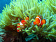 Clown Fish Wall Mural