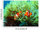 Clown Fish Wall Mural