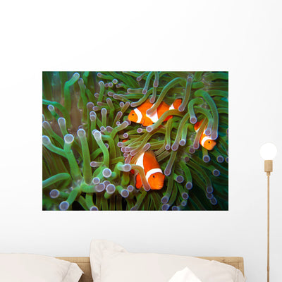 Tropical Clown Fish Wall Mural shown on a wall