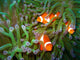 Tropical clown fish Wall Mural