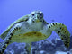 Photo of an Endangered Hawksbill Sea Turtle Wall Mural