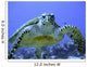 Photo of an Endangered Hawksbill Sea Turtle Wall Mural