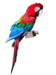 Red Macaw W/ Clipping Path Wall Decal