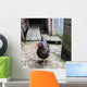 Hen Farmyard Gallus Gallus Wall Mural