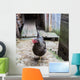 Hen Farmyard Gallus Gallus Wall Mural