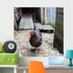 Hen Farmyard Gallus Gallus Wall Mural