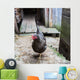 Hen Farmyard Gallus Gallus Wall Mural
