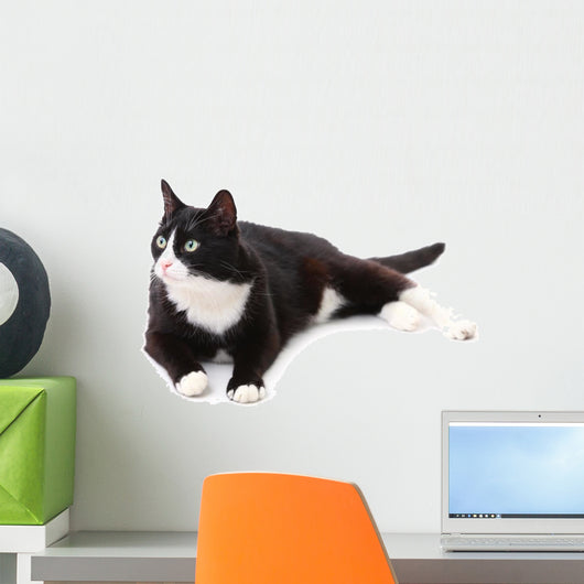 Beautiful black and white cat over white background Wall Decal