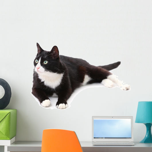 Beautiful black and white cat over white background Wall Decal