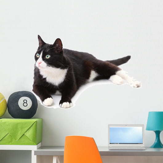 Beautiful black and white cat over white background Wall Decal