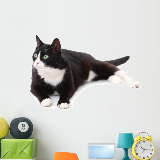 Beautiful black and white cat over white background Wall Decal