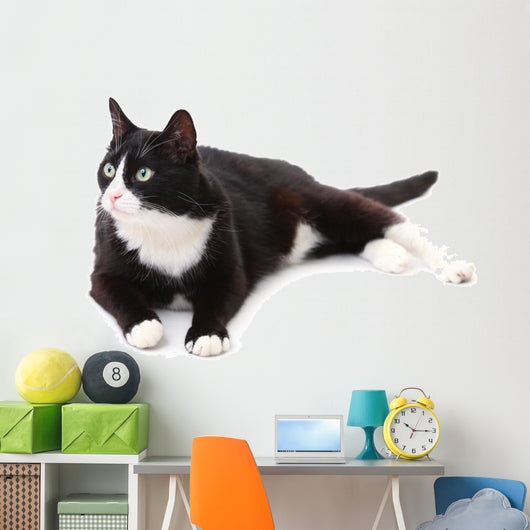 Beautiful black and white cat over white background Wall Decal