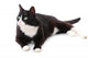 Beautiful black and white cat over white background Wall Decal