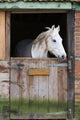 Horse in Stable Wall Mural