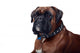 Boxer Wall Decal