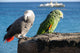 Parrots of Lanzarote Wall Mural