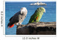 Parrots of Lanzarote Wall Mural