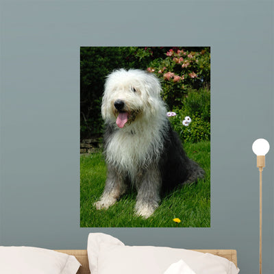 Old English Sheep Dog Wall Mural shown on a wall