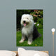Old English Sheep Dog Wall Mural