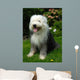 Old English Sheep Dog Wall Mural