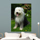 Old English Sheep Dog Wall Mural