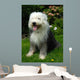 Old English Sheep Dog Wall Mural