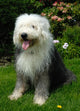 Old English Sheep Dog Wall Mural