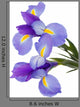 Irises Flowers