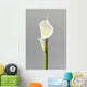 White Calla