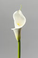 White Calla