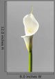 White Calla