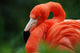 Flamingo Wall Mural