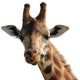 Giraffe Wall Decal