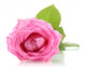 Pink Rose with Drops Wall Decal