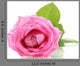 Pink Rose with Drops Wall Decal
