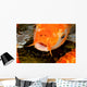 Ikan Koi Wall Mural
