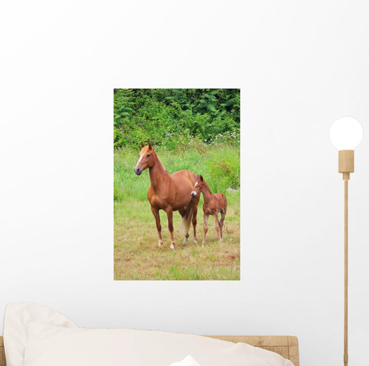 Pferd Horse 27