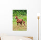 Pferd Horse 27