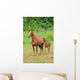 Pferd Horse 27