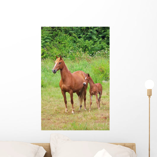 Pferd Horse 27