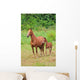 Pferd Horse 27