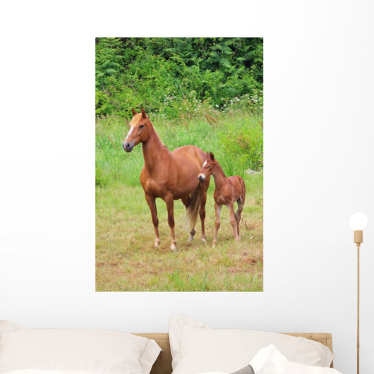 Pferd Horse 27